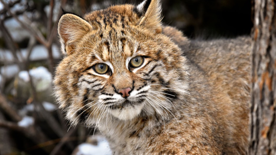 Bobcat Cornell University