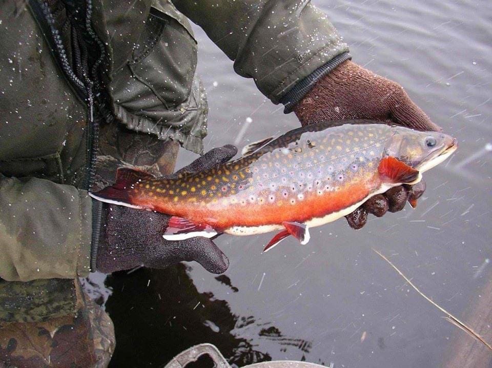 Brook Trout DEC