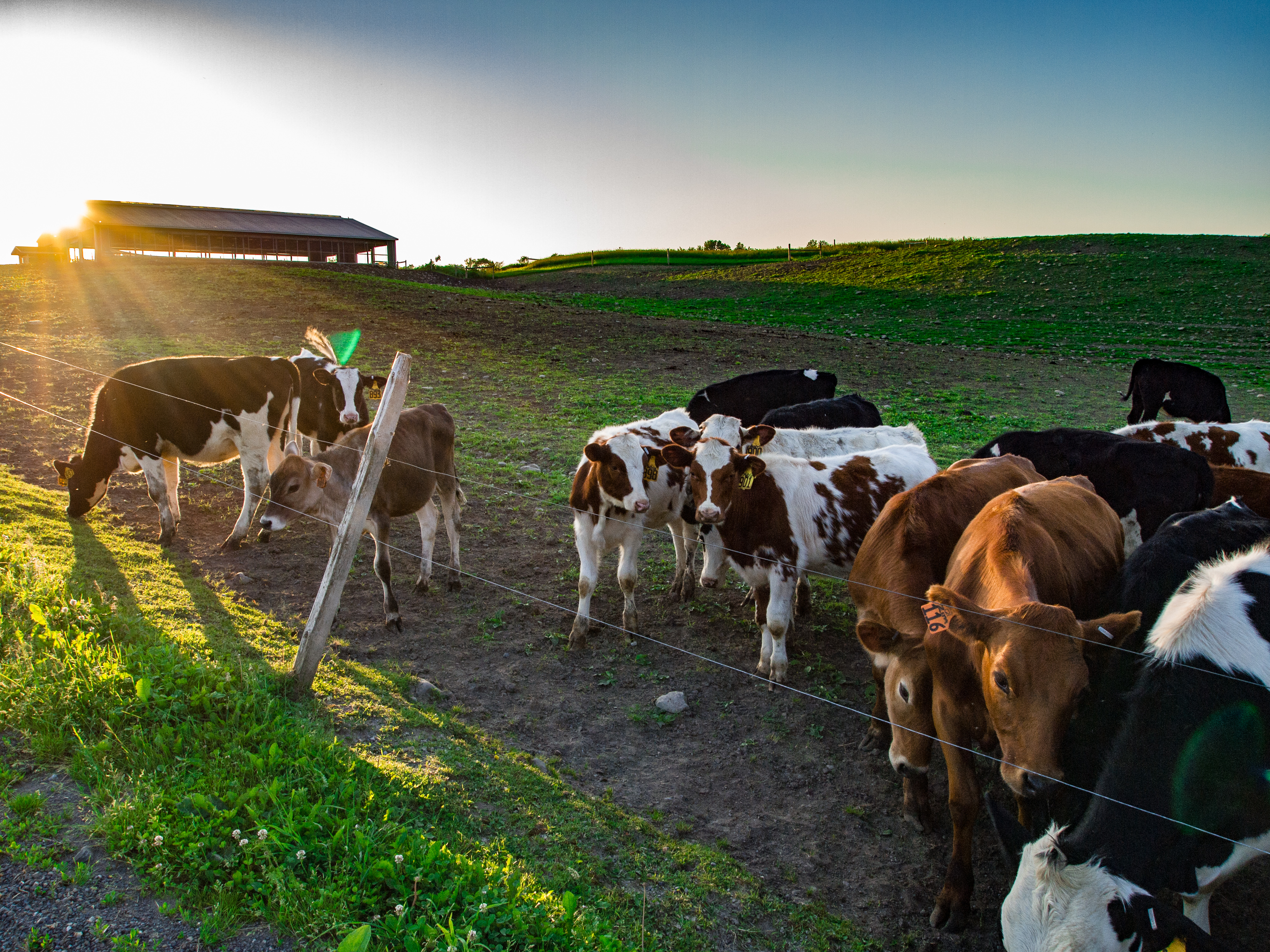 Cows New York State Ag