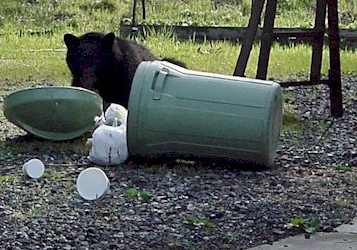 DEC Bear Garbage