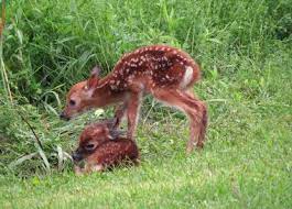 DEC Fawns