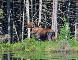 DEC Moose 2