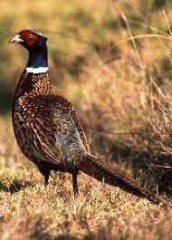 DEC Pheasant