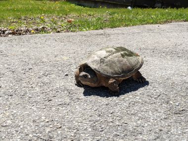 DEC Snapping Turtle