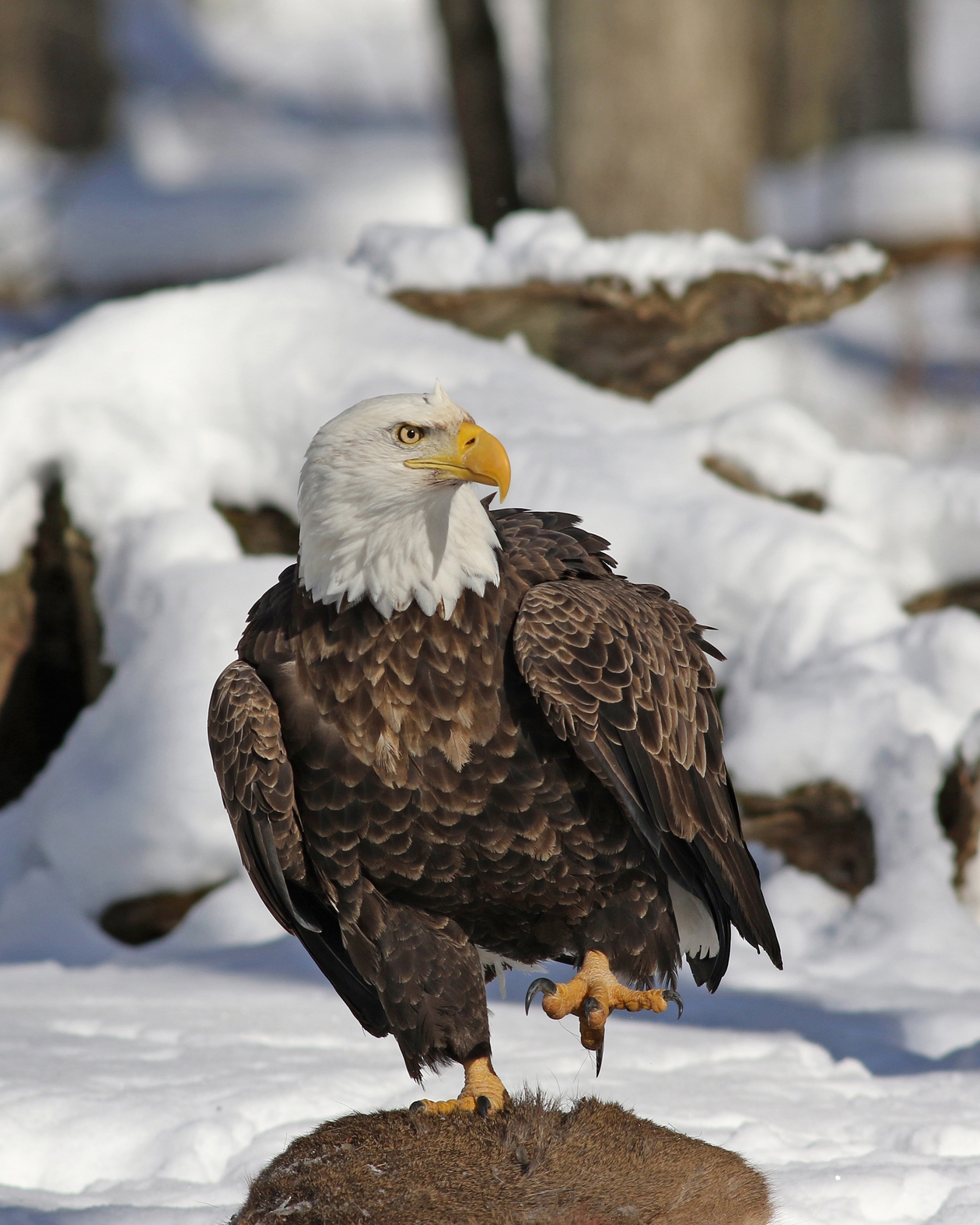 Eagle New York