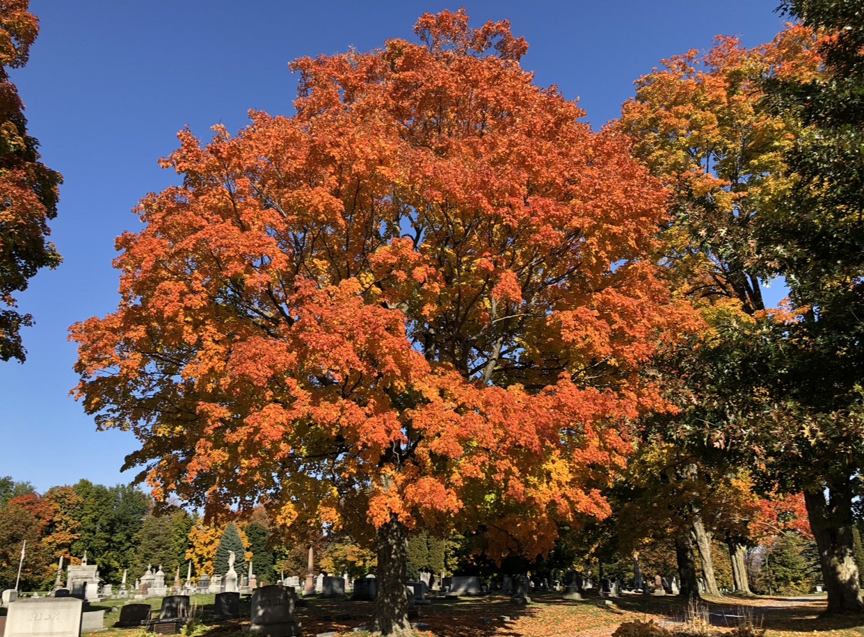 Fall Foliage Brian Trainor Lowville Cemetery 2