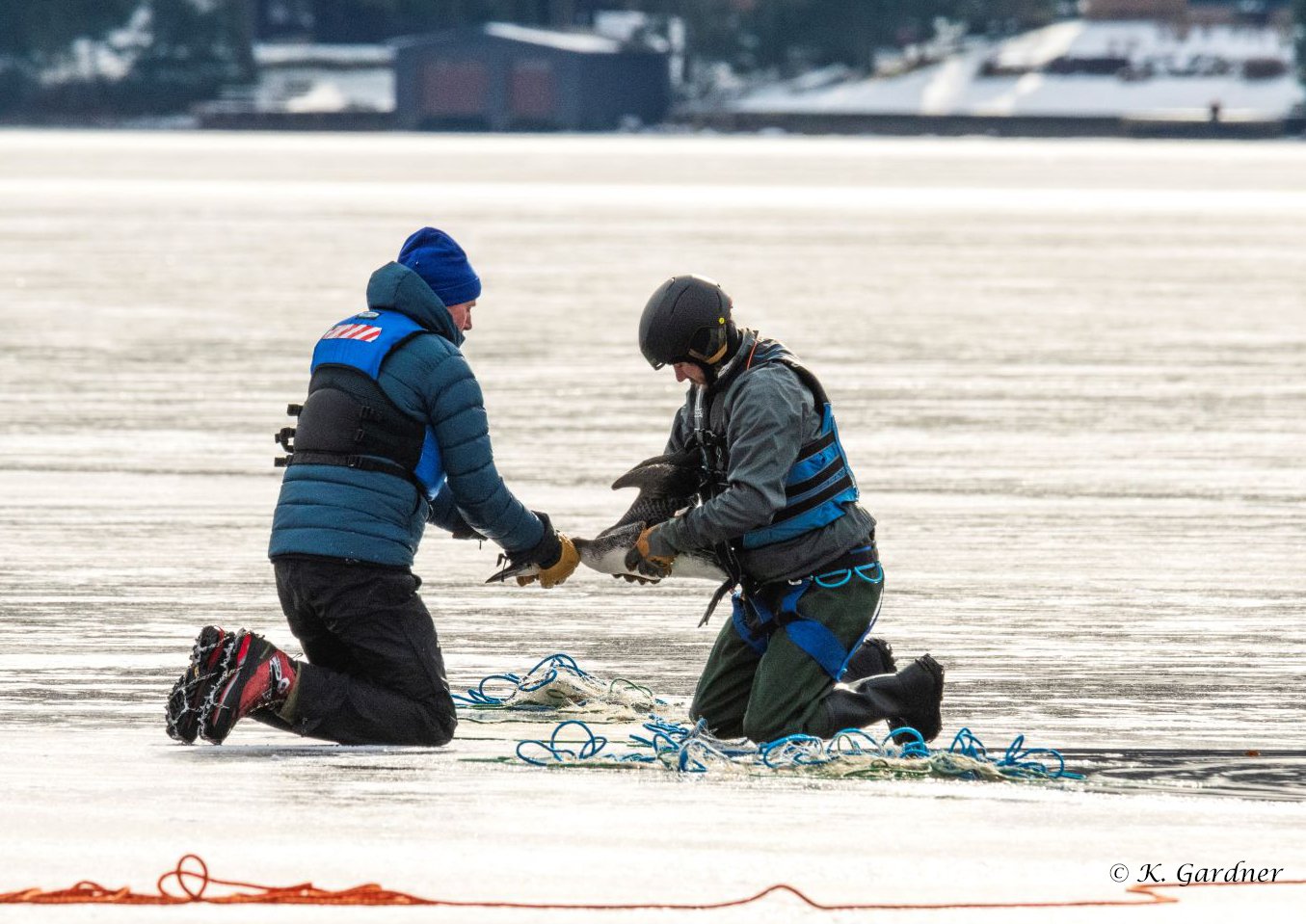 Loon Rescue First Lake