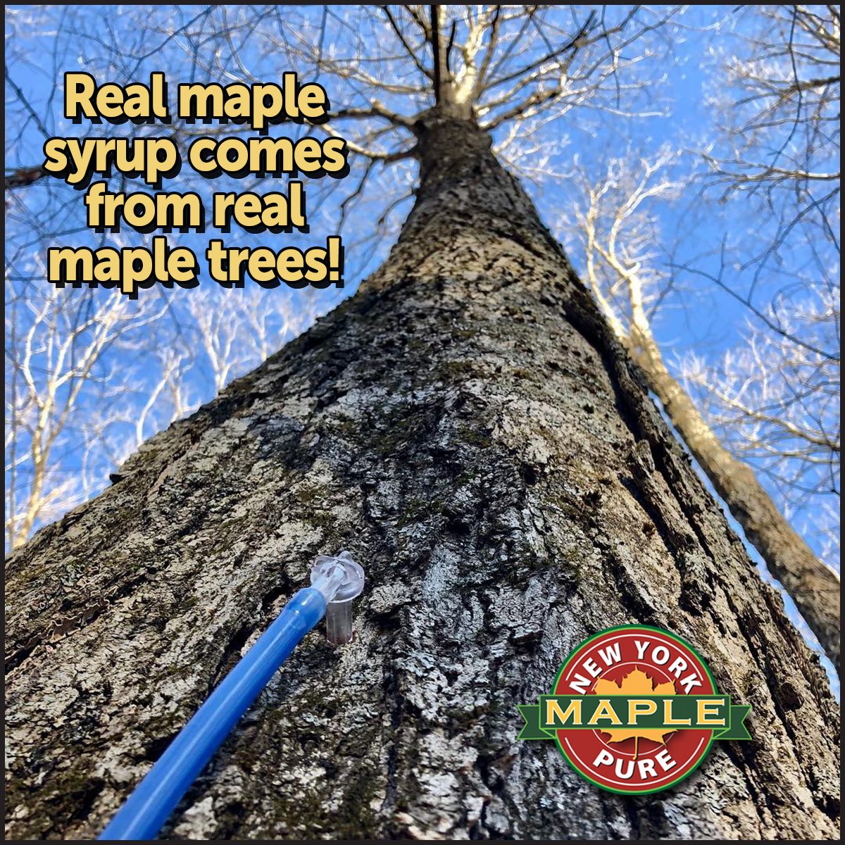 Maple Tree Tap