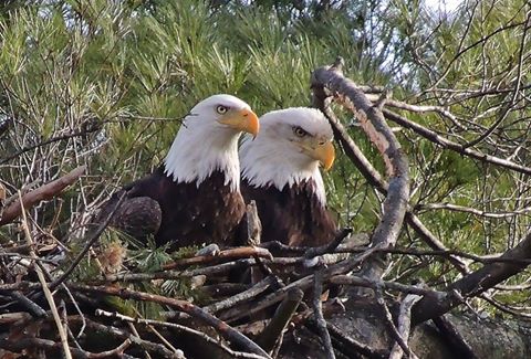 NYS DEC Bald Eagle