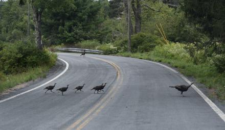 NYS DEC Turkeys Road