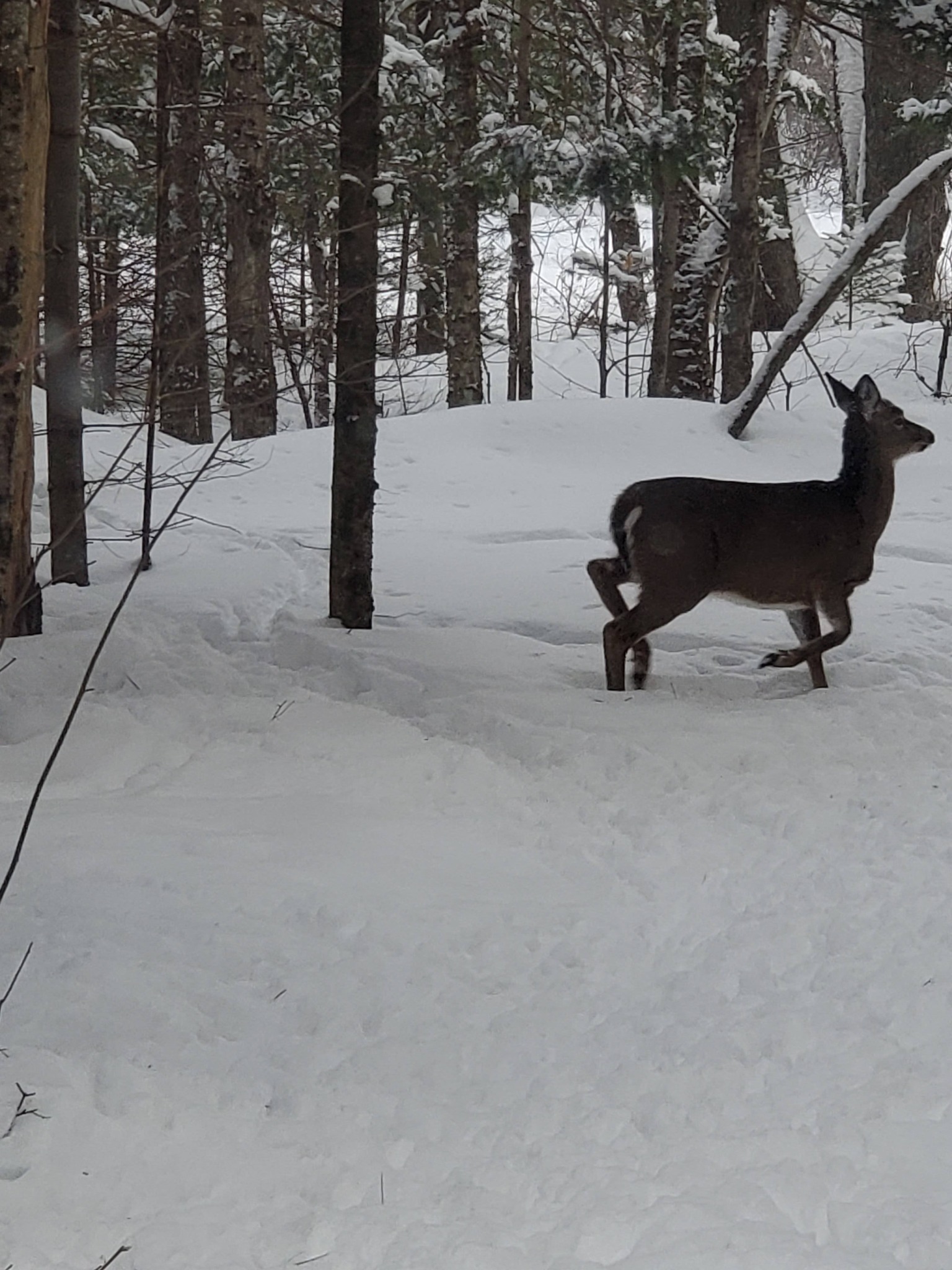 Ohio Ridge Riders Deer January 2026