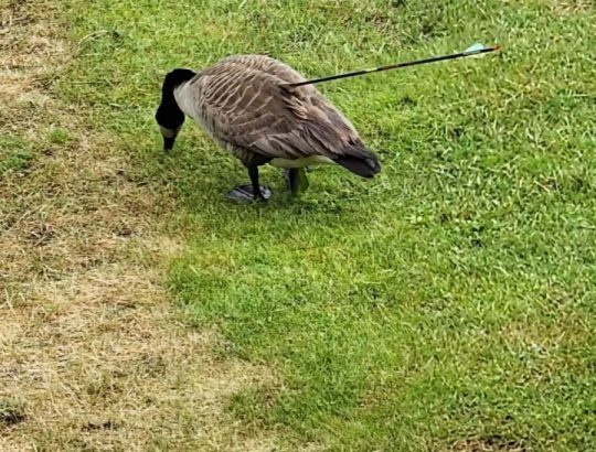 Old Forge Goose DEC Arrow