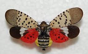 Spotted Lantern Fly 1 dec