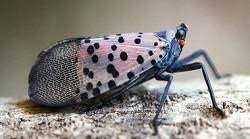 Spotted Lantern Fly 2 DEC