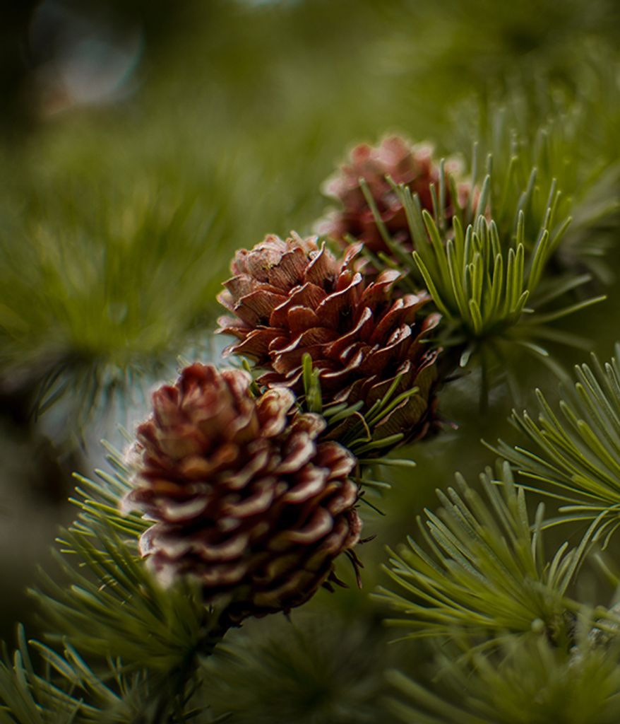 Trainor FH Pine