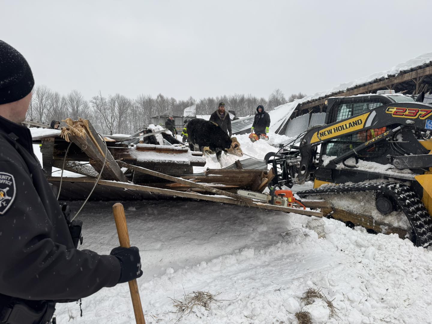 Western FD Barn Roof Collapse Cattle February 2025